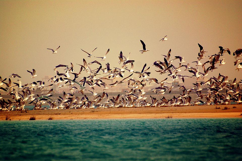 Birds