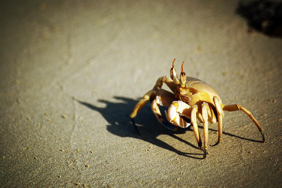 Hermit Crab
