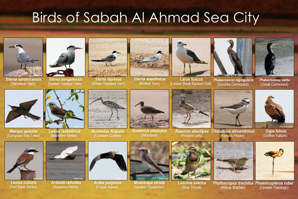 Birds poster