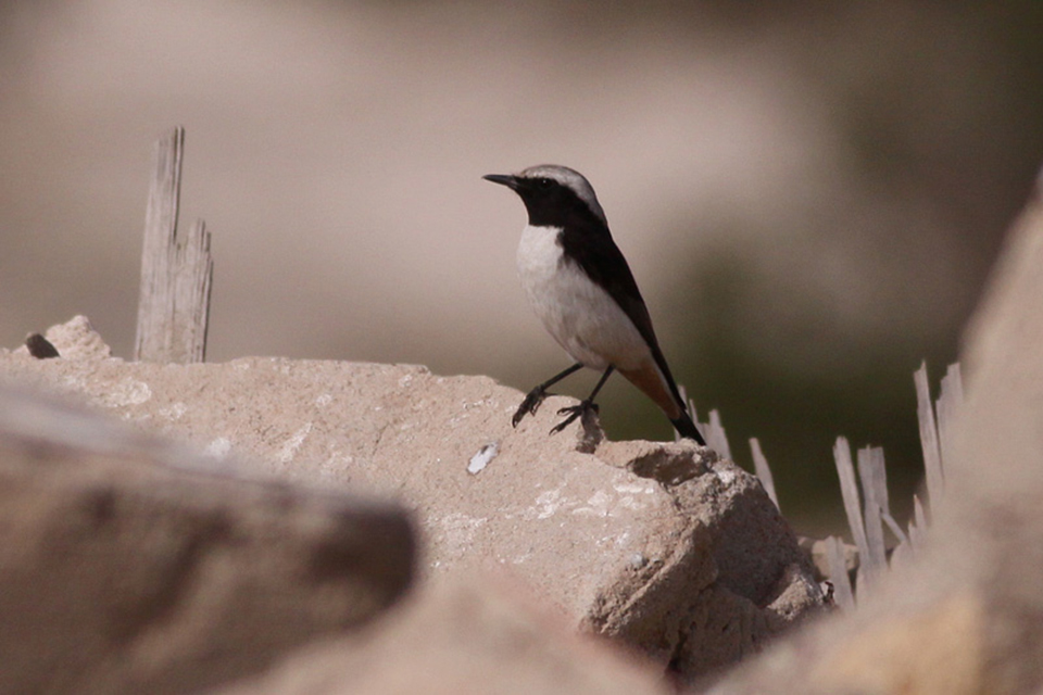 Eastern Morning Wheatear (Oenanthe Lugens)
