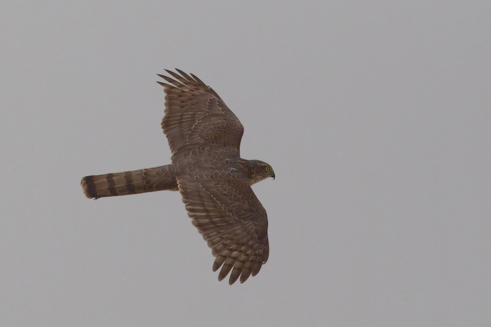 Eurasian Sparrowhawk (Accipiter nisus)