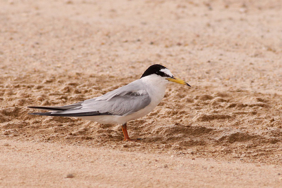 Little Tern (Sternula albifrons)