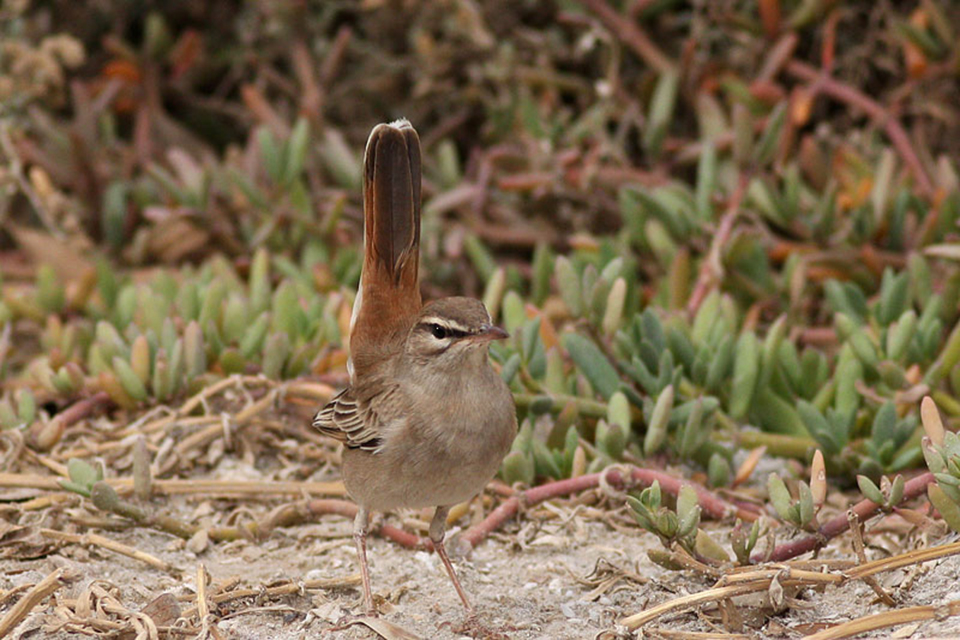 Rufous Tailed Scrub Robin (Cercotrichas galactotes)