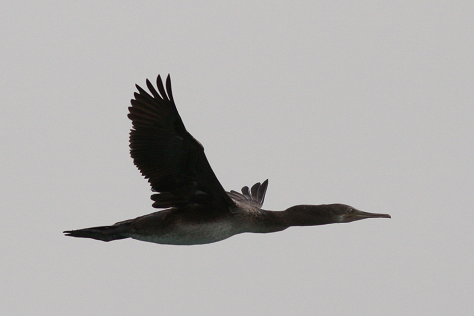 Socotra Cormorant (Phalacrocorax nigrogularis)