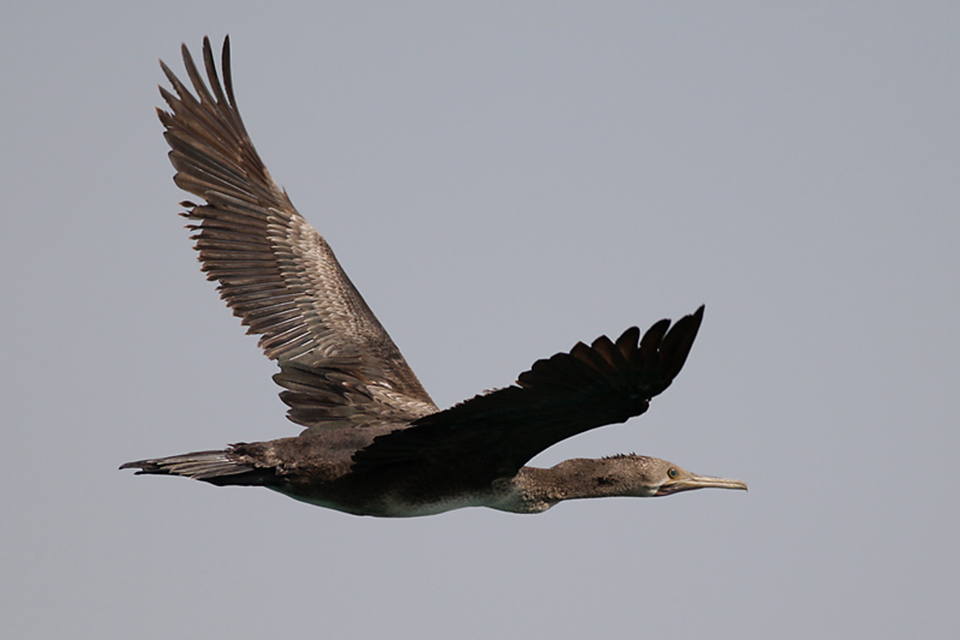 Socotra Cormorant (Phalacrocorax nigrogularis)