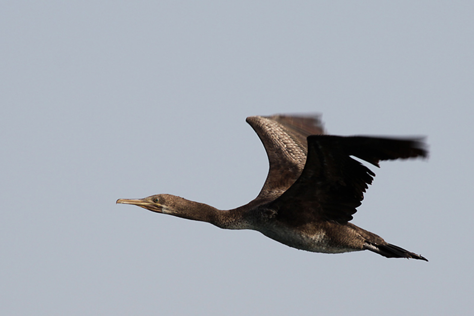 Socotra Cormorant (Phalacrocorax nigrogularis)
