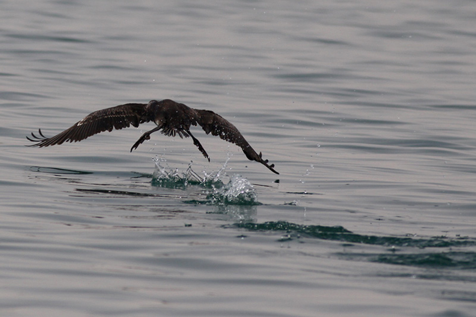 Socotra Cormorant (Phalacrocorax nigrogularis)