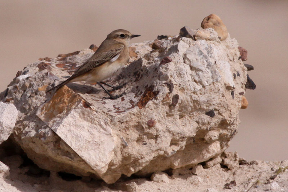 Eastern Black-Eared Wheatear (Oenanthe h. melanoleuca)