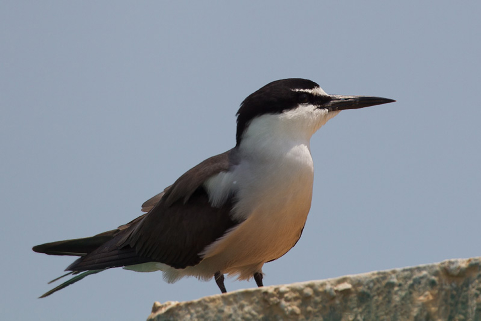 Bridled Tern (Onychoprion anaethetus)