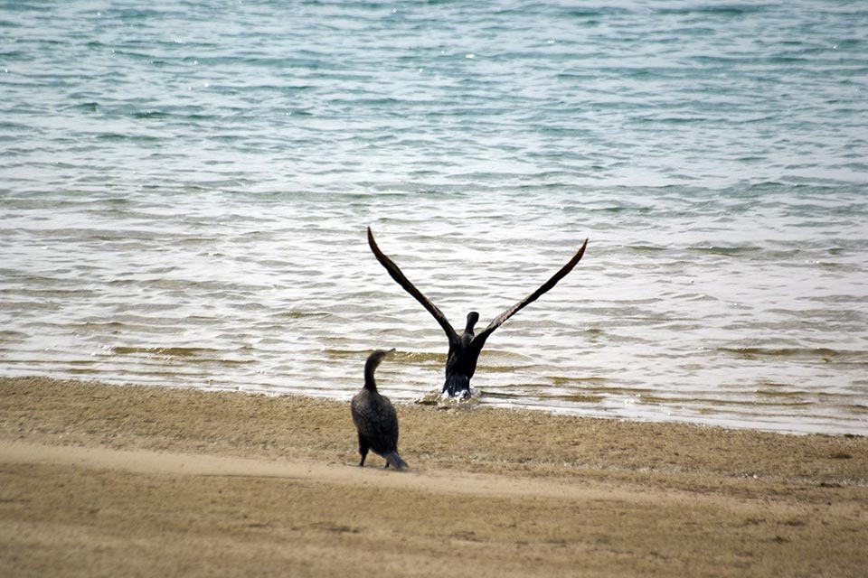 Great Cormorant (Phalacrocorax carbo)