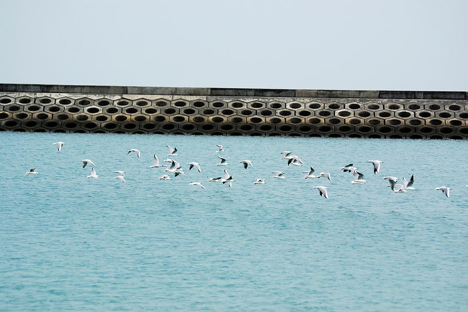 Gulls at Sabah Al-Ahmad Sea City