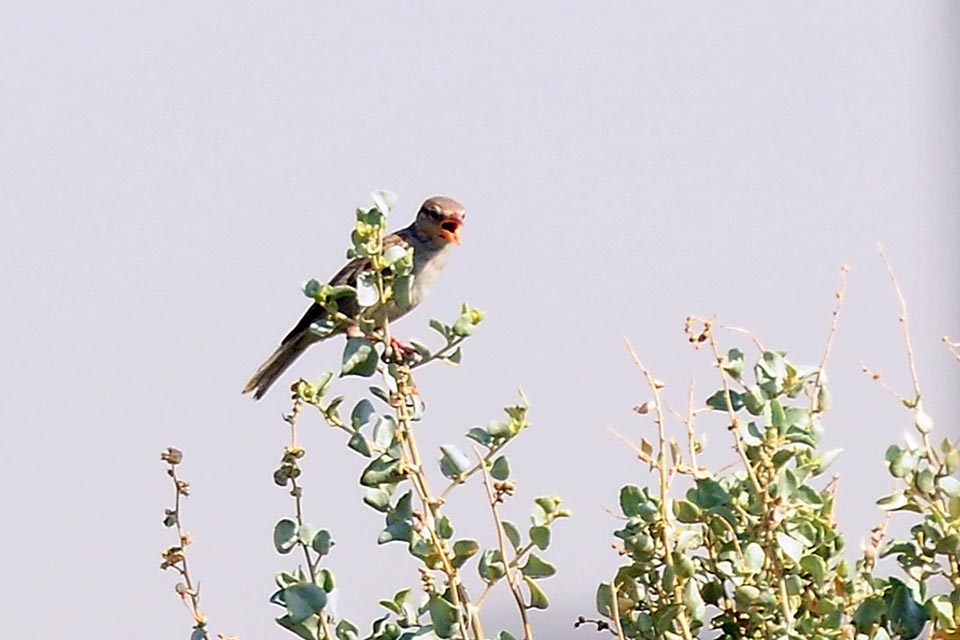 House Sparrow (Passer domesticus)