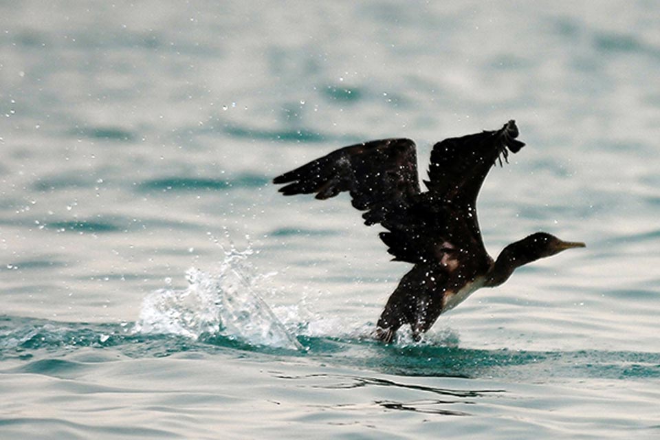 Great Cormorant (Phalacrocorax carbo)