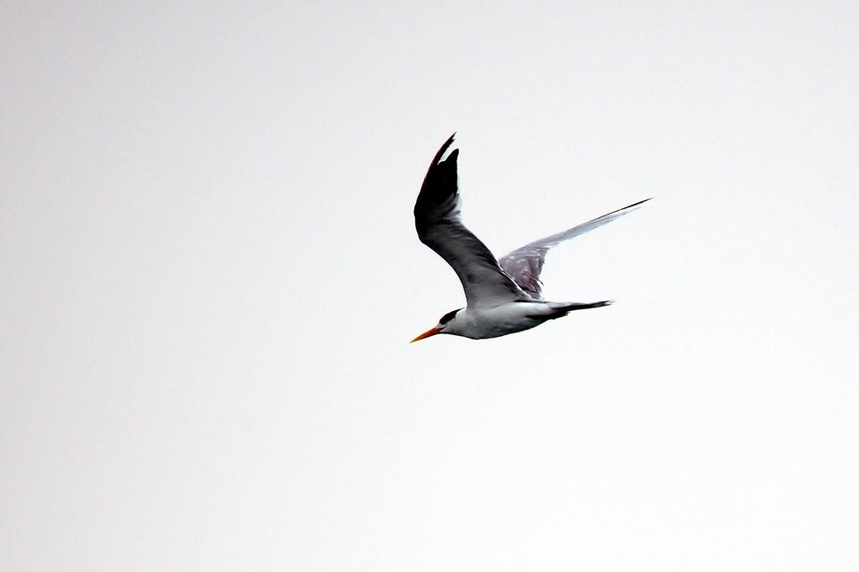 Lesser Crested Tern (Sterna bengalensis)