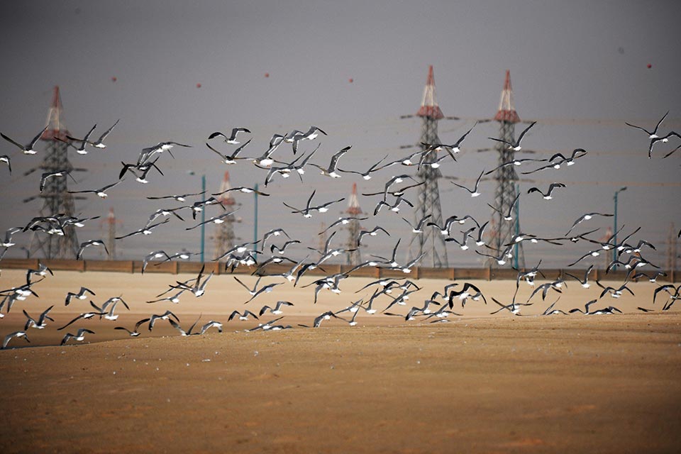 Birds at Sabah Al-Ahmad Sea City