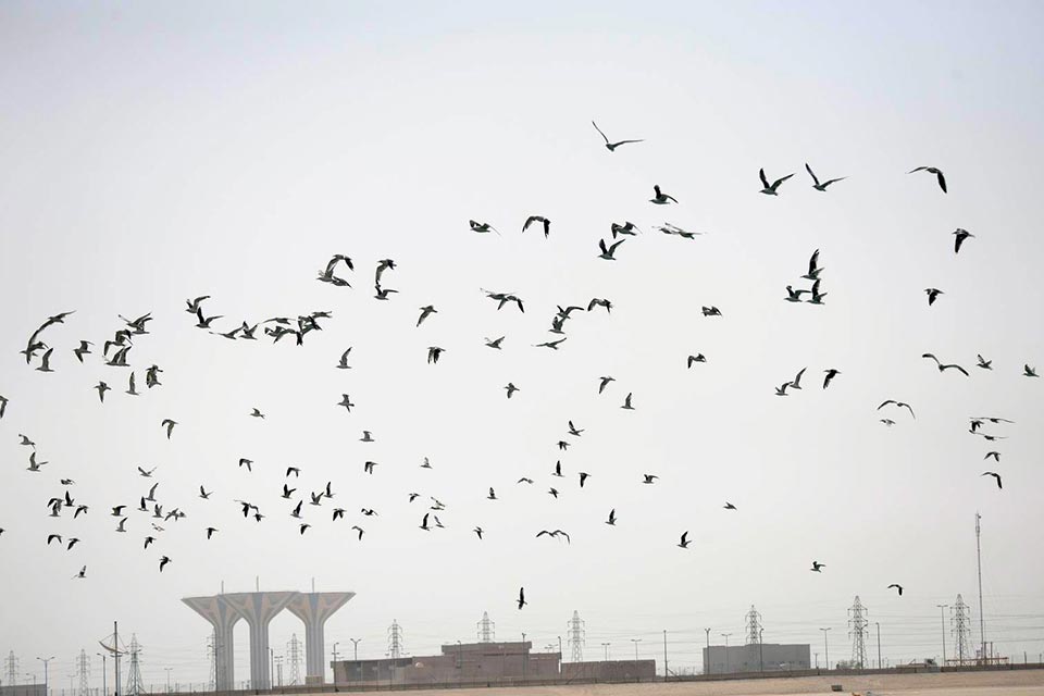 Birds at Sabah Al-Ahmad Sea City
