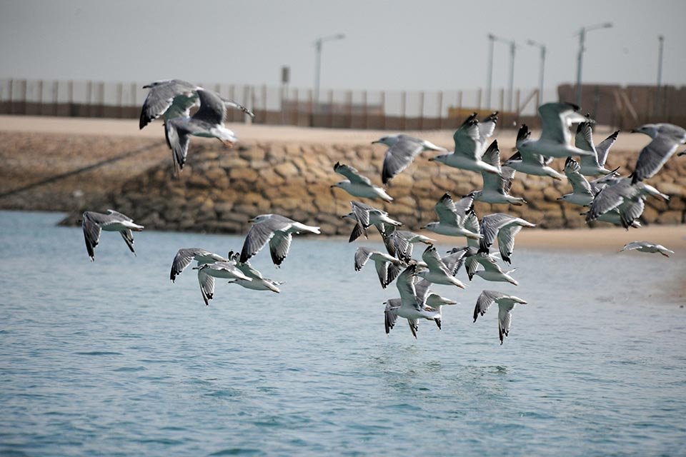 Caspian Gull (Larus cachinnans)