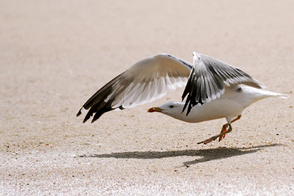 Caspian Gull (Larus cachinnans)