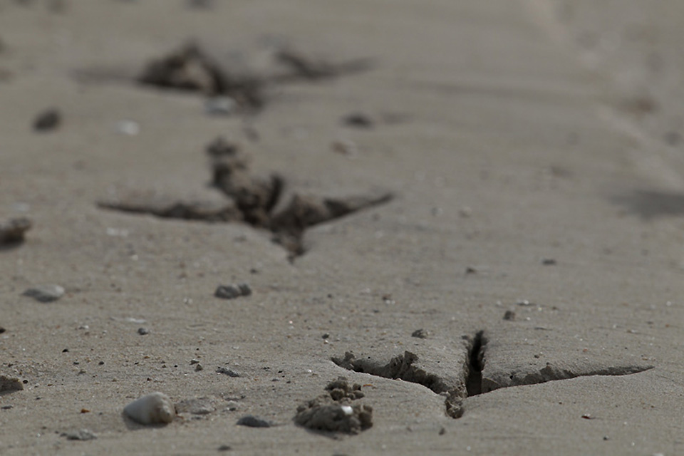 Grey Heron (Ardea cinerea) foot prints