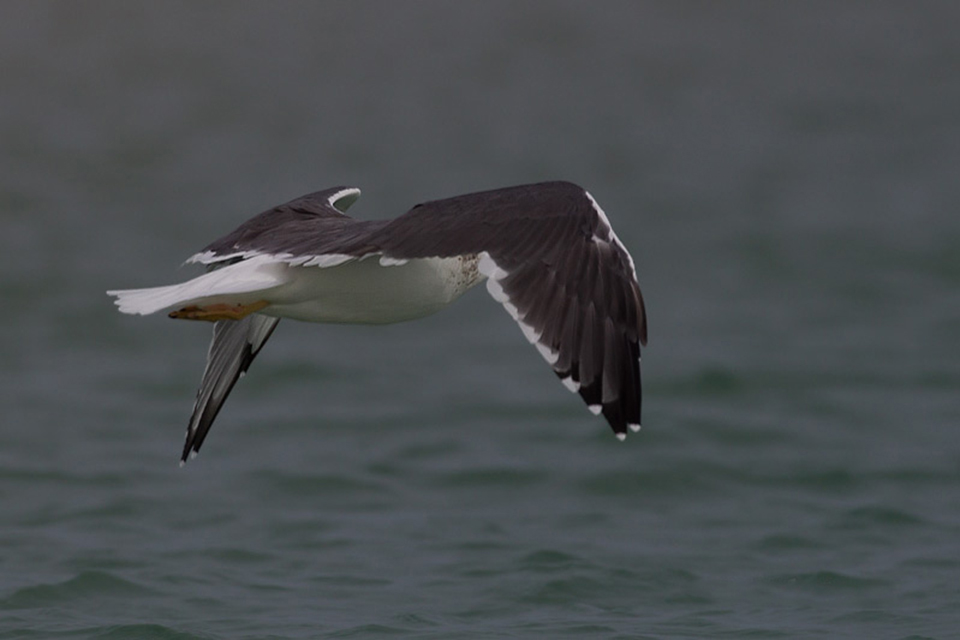 Heuglin Gull (Larus f. heuglini)