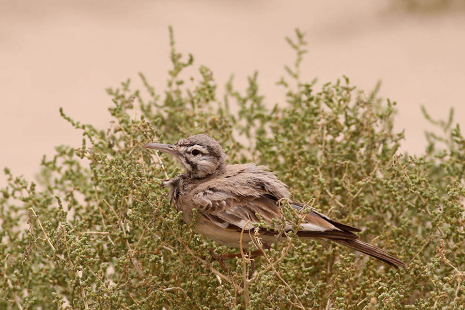 Greater Hoopoe-Lark (Alaemon alaudipes)