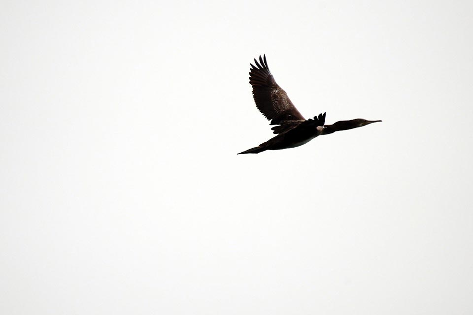 Socotra Cormorant (Phalacrocorax nigrogularis)