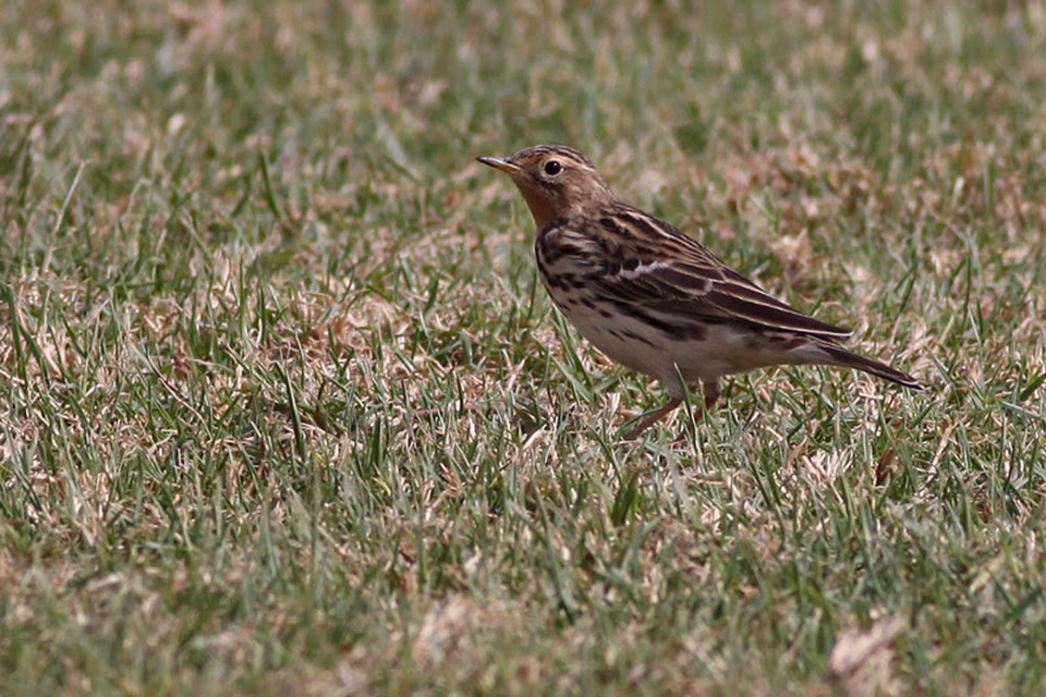 Red-Throated Pipit (Anthus cervinus)