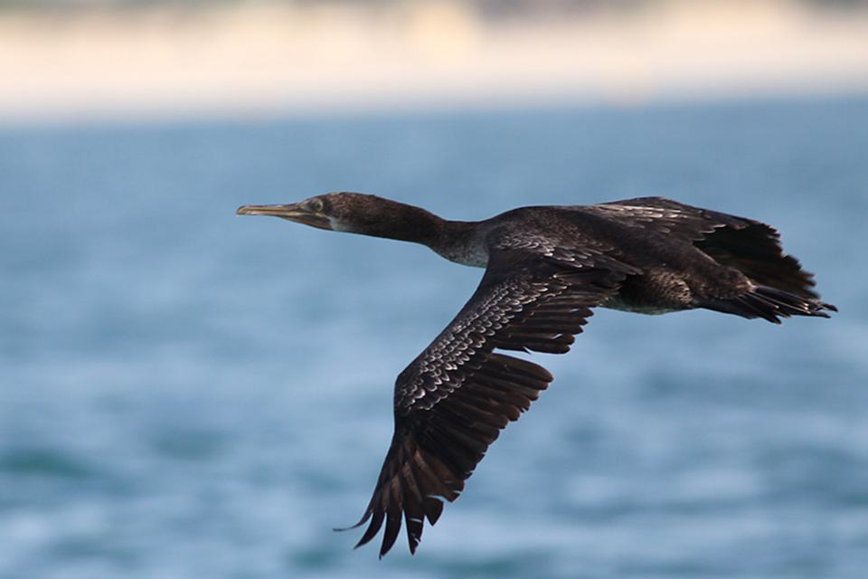 Socotra Cormorant (Phalacrocorax nigrogularis)