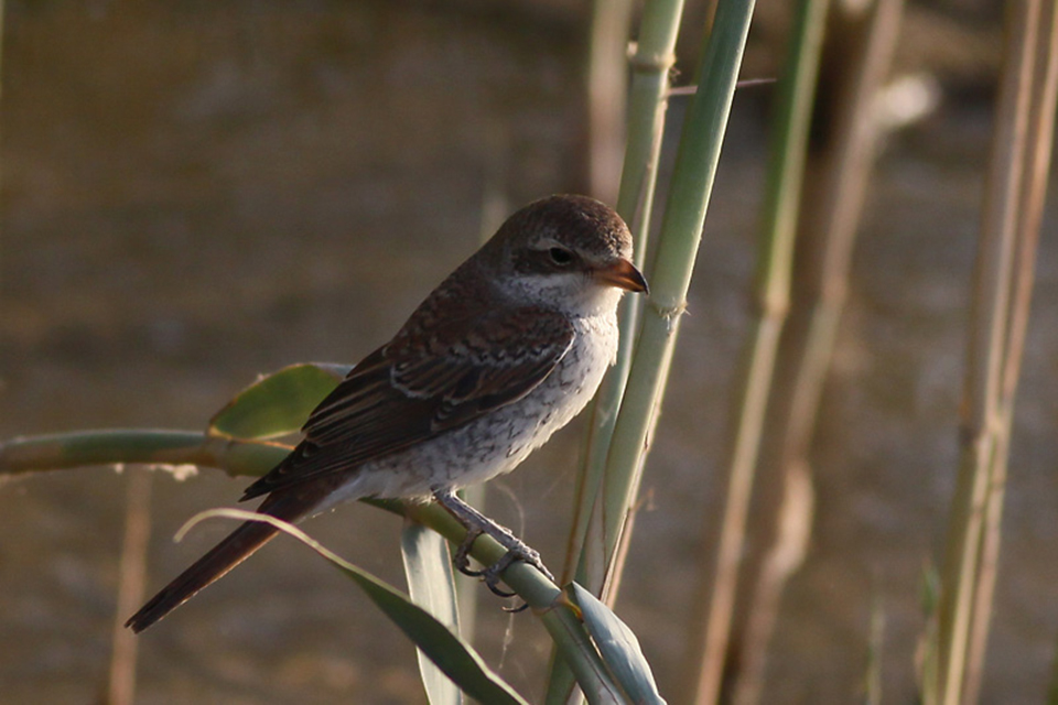 1st Year Red-backed Shrike (Lanius collurio)