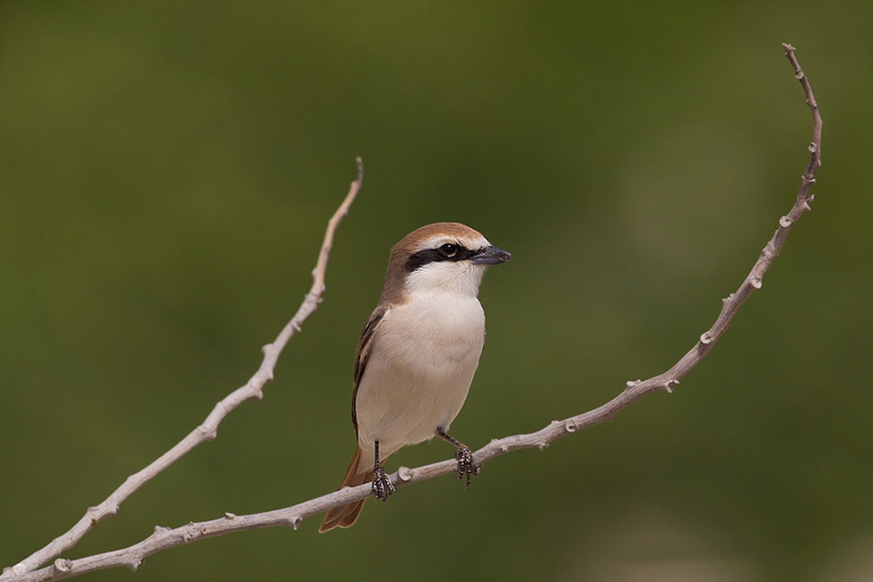 Turkestan Shrike (Lanius phoenicuroides)